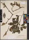 Foto von Salix cinerea L.